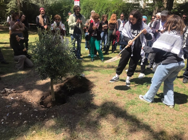 Plantación de un olivo en solidaridad con Palestina en el campus universitario de Fuentenueva, en Granada (RED UNIVERSITARIA PALESTINA)
