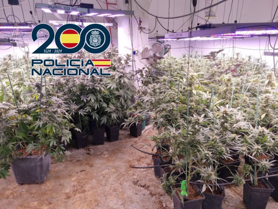 Plantación de marihuana en sótano (POLICÍA NACIONAL)