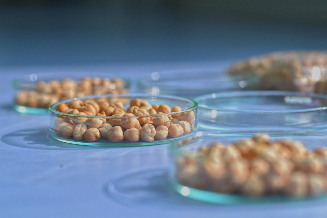 Garbanzos, en una imagen de archivo (EUROPA PRESS)