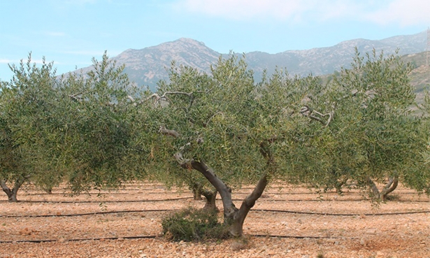 Plantación de olivos, en una imagen de archivo (CONSELLERIA D`AGRICULTURA)