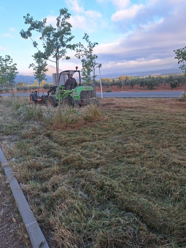 Limpieza de solares (AYTo. ALBOLOTE)