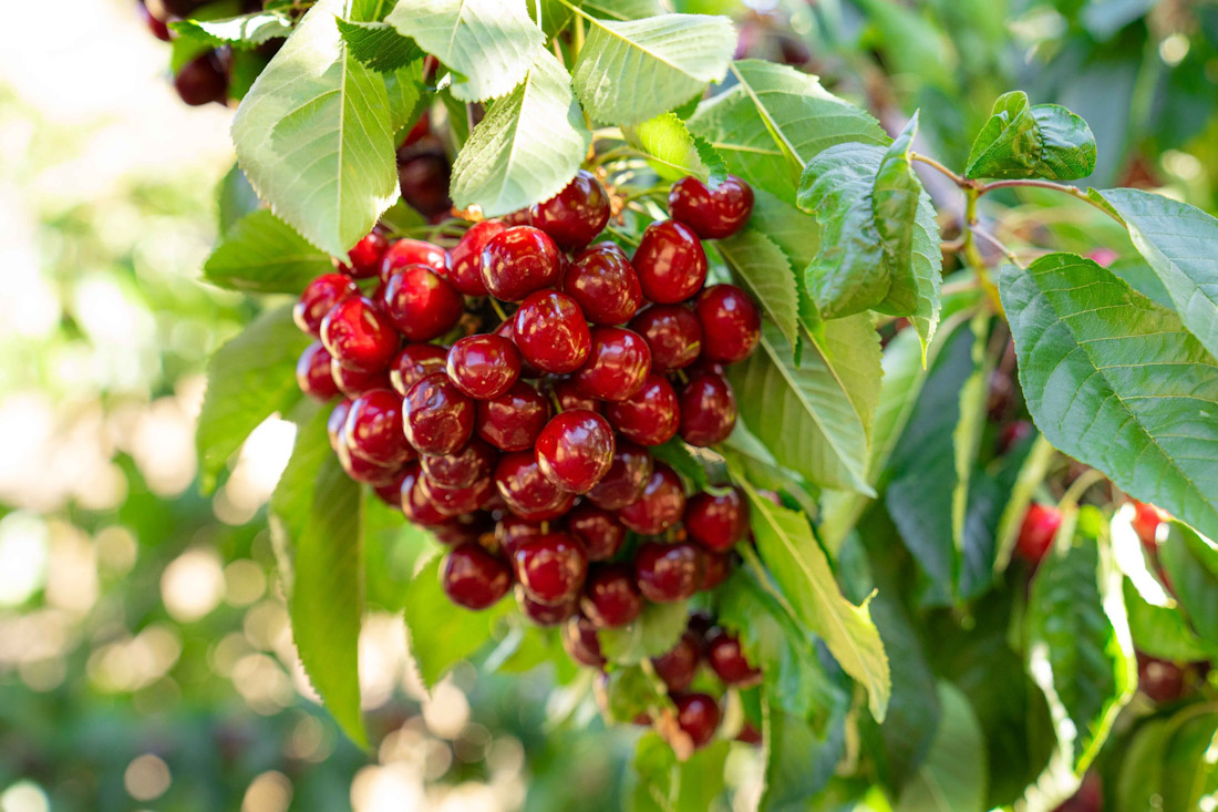 Cereza de Güéjar Sierra (FAECA)