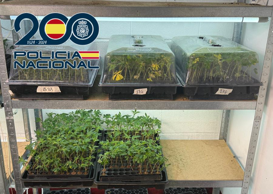 Plantación de marihuana (POLICÍA NACIONAL)