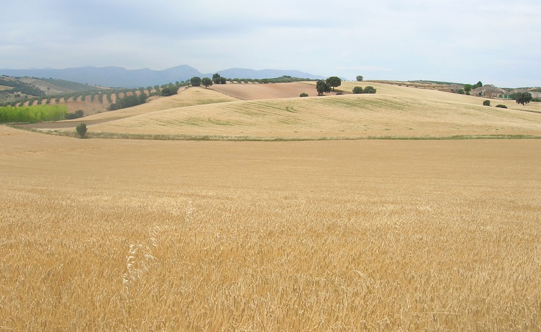 Campo de cereal - (ASAJA)