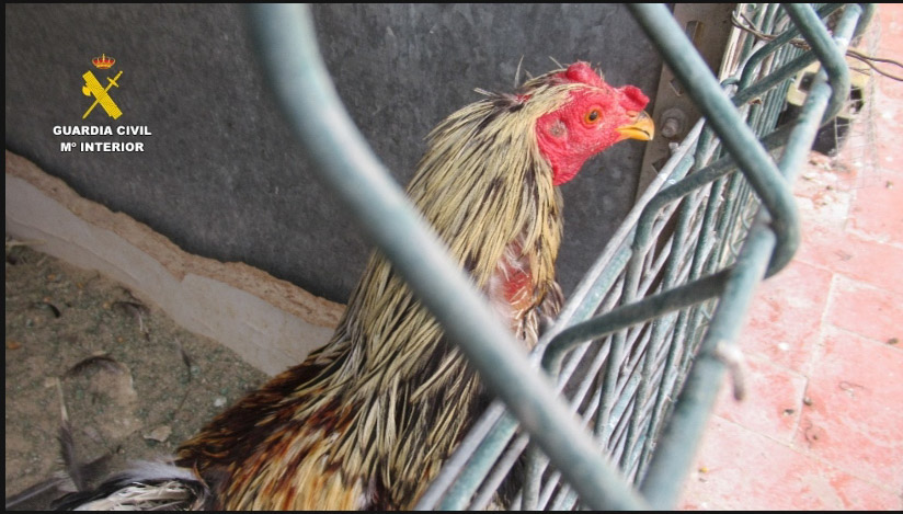 Gallo mutilado (GUARDIA CIVIL)
