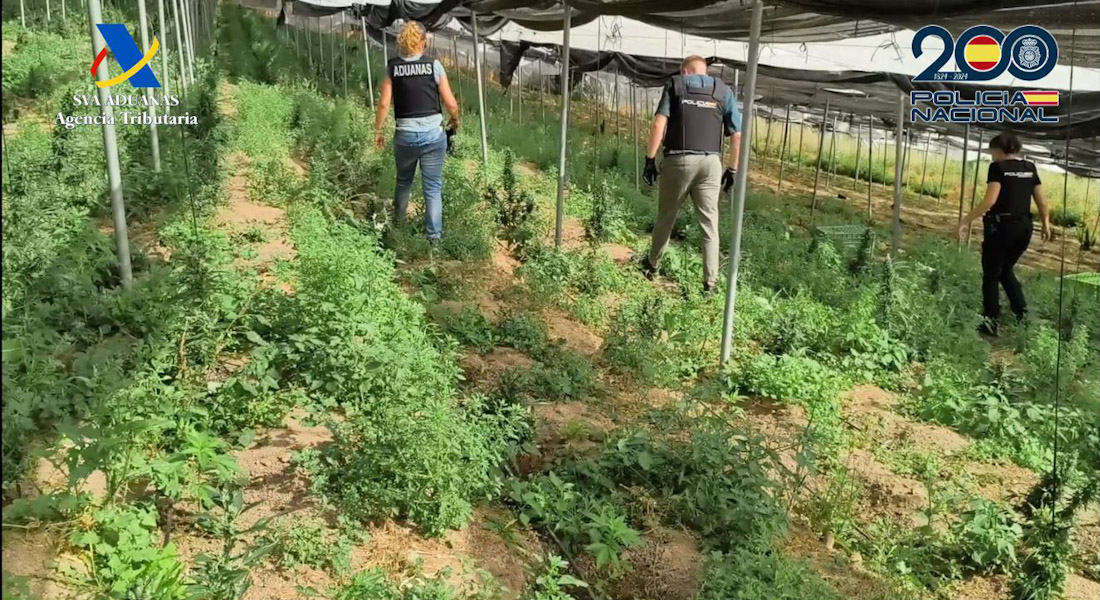 Plantación de marihuana desarticulada (POLICÍA NACIONAL)