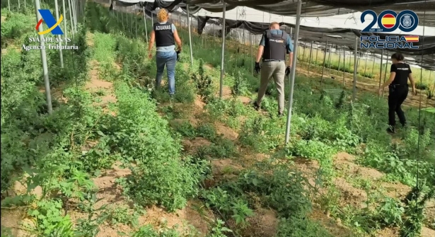 Plantación de marihuana desarticulada (POLICÍA NACIONAL)