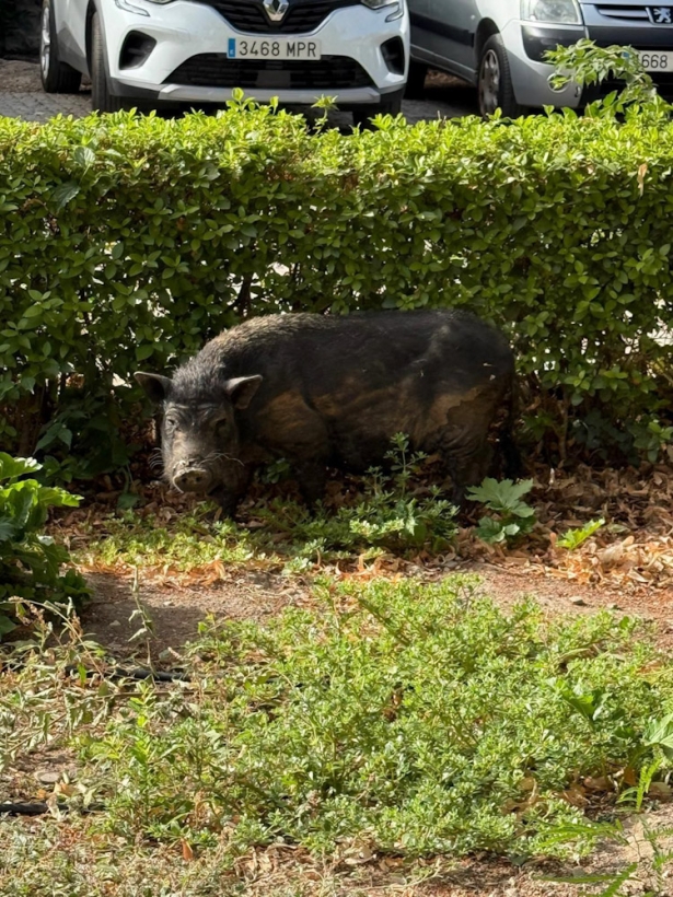 Imagen del jabalí -vietnamita (AYTO. GRANADA)