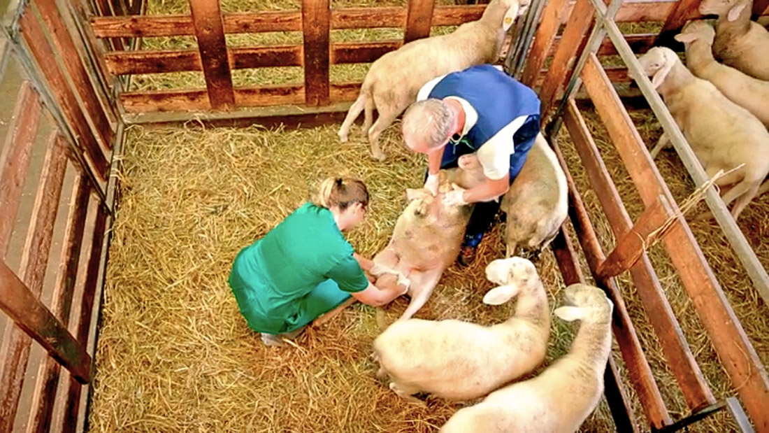 Ovejas atendidos por veterinarios (COLEGIO VETERINARIOS)