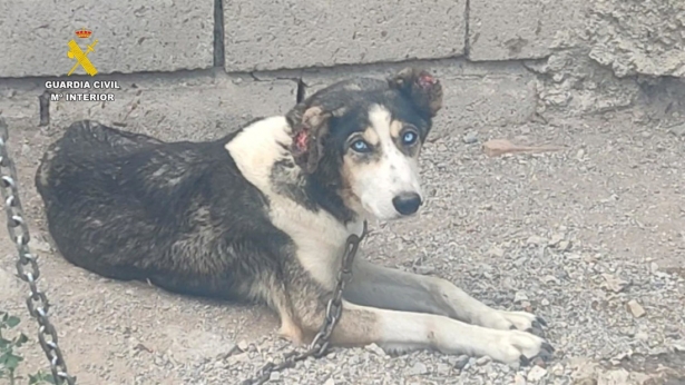 Uno de los animales encontrados en la finca (GUARDIA CIVIL) Uno de los animales encontrados en la finca (GUARDIA CIVIL)