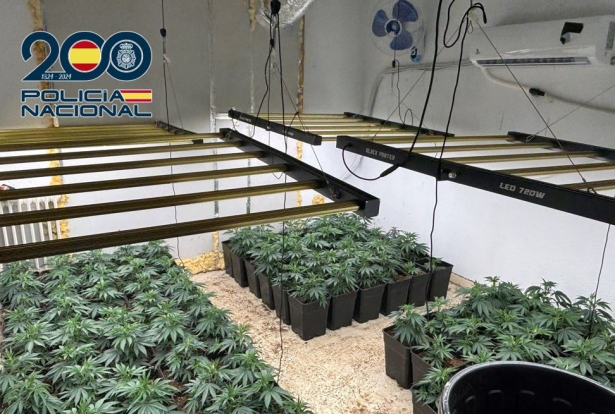 Plantación de marihuana (POLICÍA NACIONAL) Plantación de marihuana (POLICÍA NACIONAL)