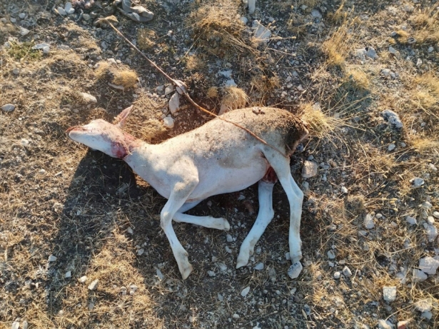 Oveja herida tras el ataque de un zorro en el Altiplano de Granada (COAG)