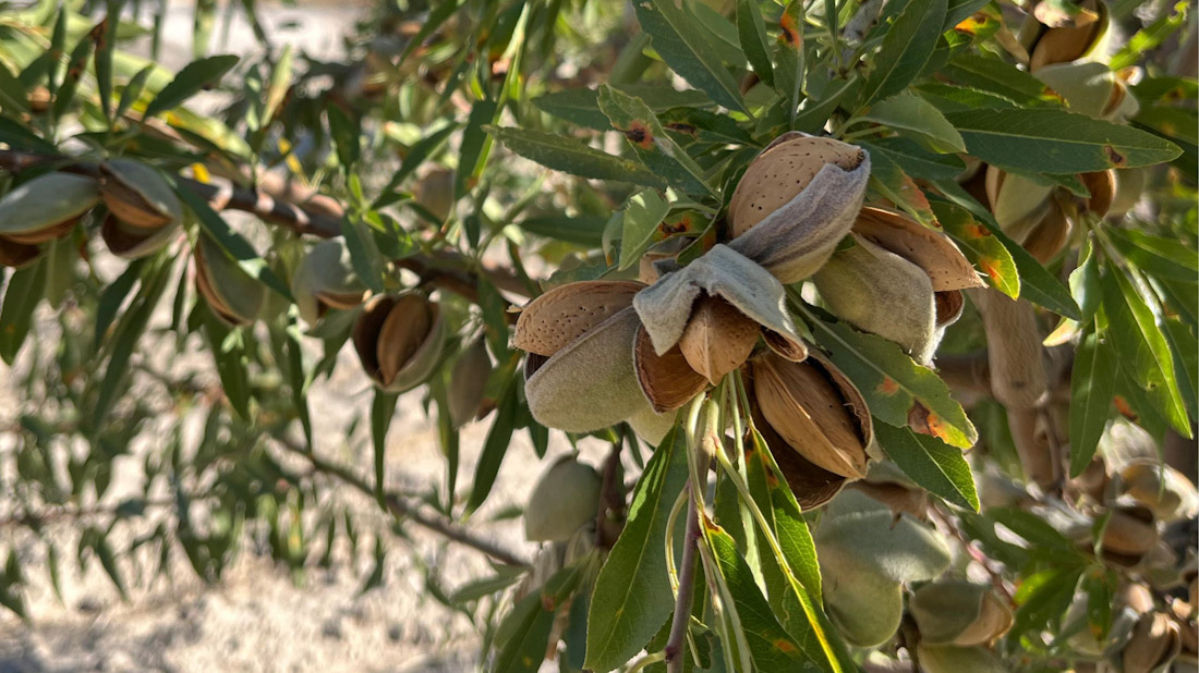 Imagen de recurso de un almendro (FAECA)