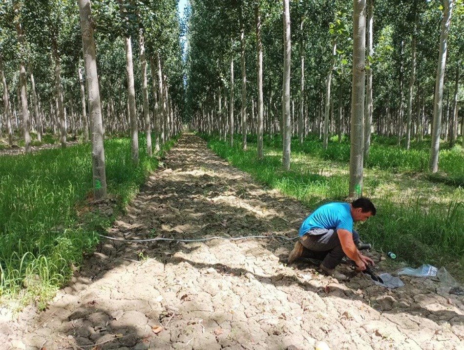 Estudio de choperas (LIFE WOOD FOR FUTURE)