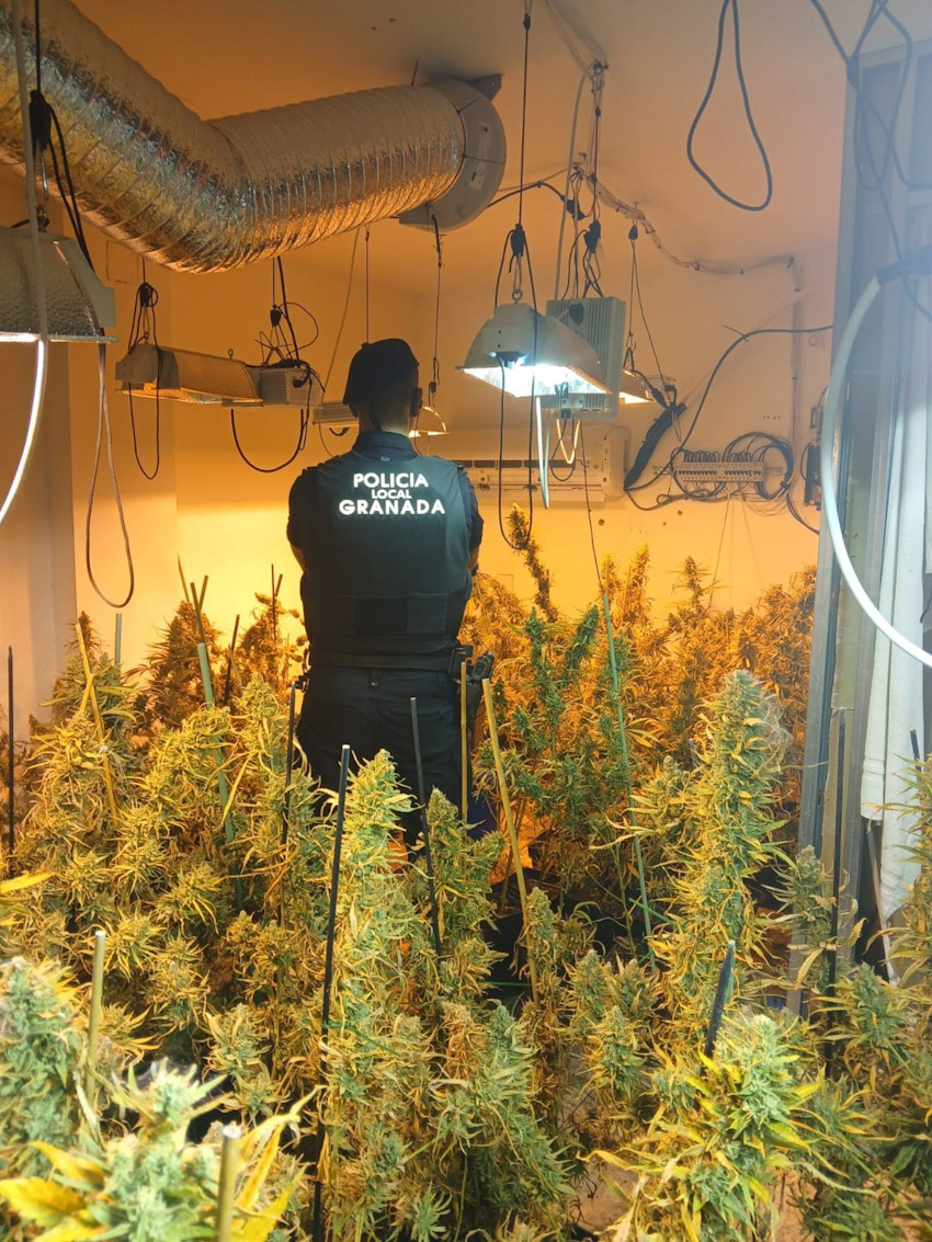 Agente de la Policía Local junto al cultivo que ha sido desmantelado (POLICÍA LOCAL DE GRANADA)