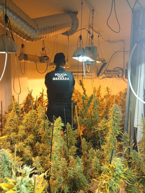 Agente de la Policía Local junto al cultivo que ha sido desmantelado (POLICÍA LOCAL DE GRANADA) Agente de la Policía Local junto al cultivo que ha sido desmantelado (POLICÍA LOCAL DE GRANADA)