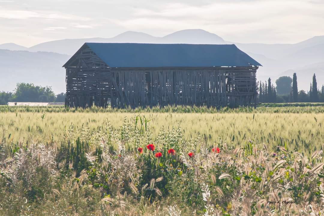 Secadero de tabaco (AYTO. CÚLLAR VEGA)