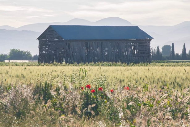 Secadero de tabaco (AYTO. CÚLLAR VEGA)