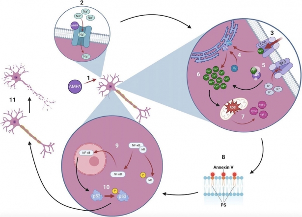 Esquema Explicación sencilla del papel del canal SK3 en la muerte neuronal (UGR)