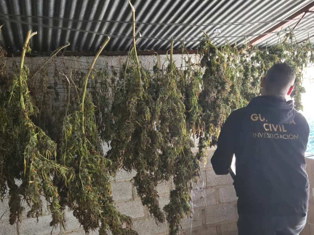 Actuación de la Guardia Civil contra el cultivo de marihuana (GUARDIA CIVIL)