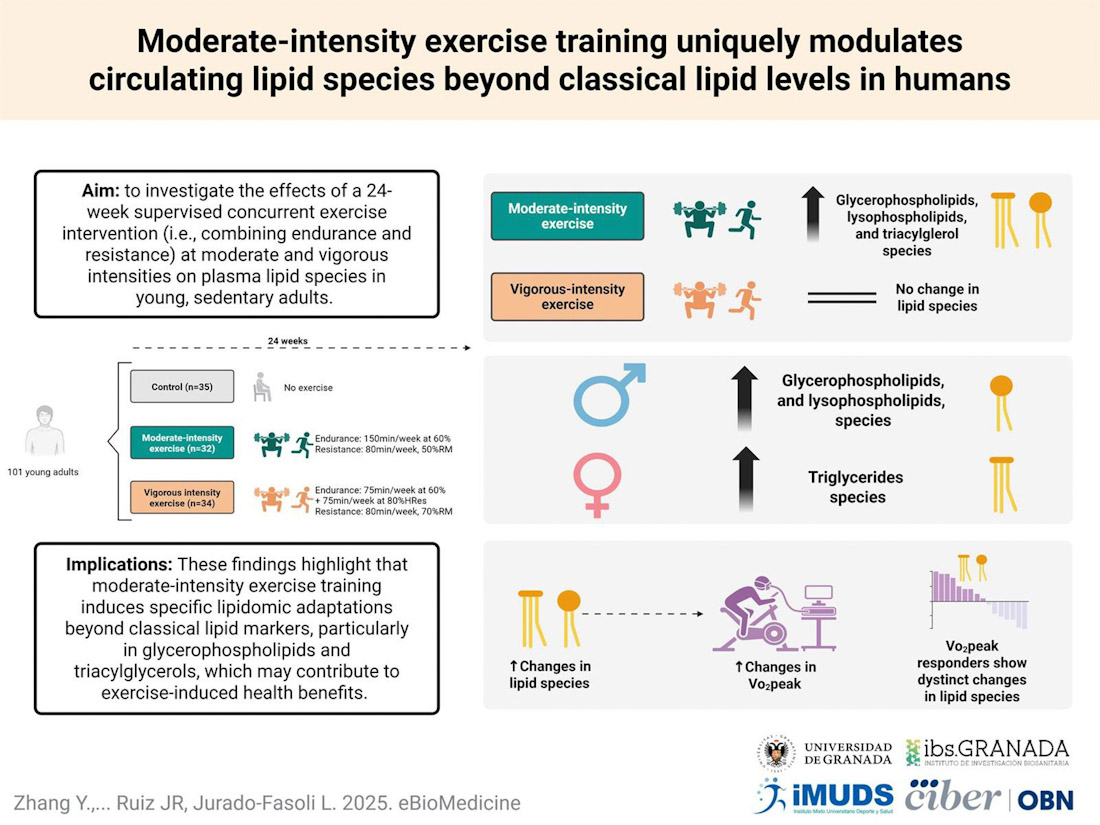 Una investigación revela que el ejercicio físico moderado tiene beneficios en las grasas de la sangre (UGR)