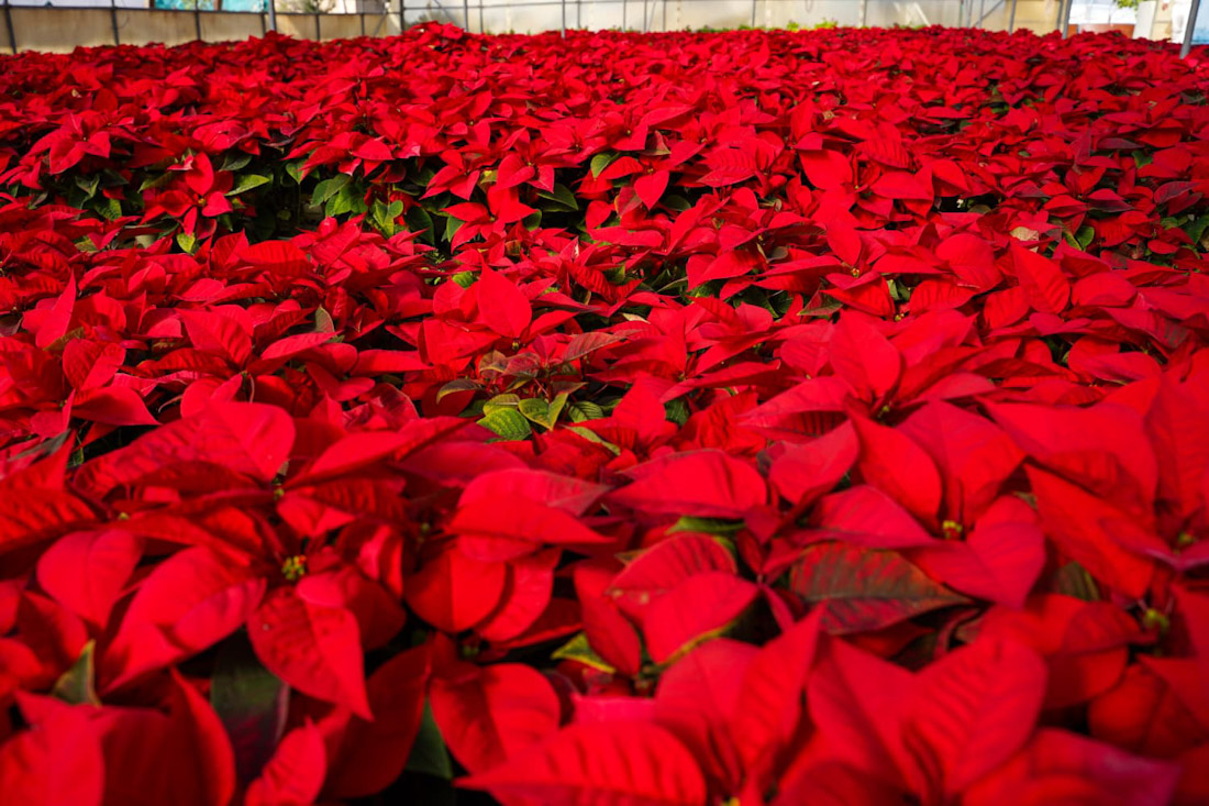 Pascueros (AYTO. MOTRIL)