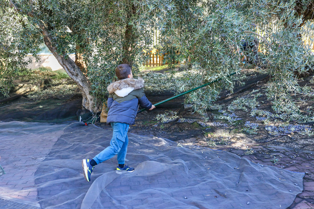 Recogida de aceitunas en el Parque de las Ciencias (GPMEDIA)