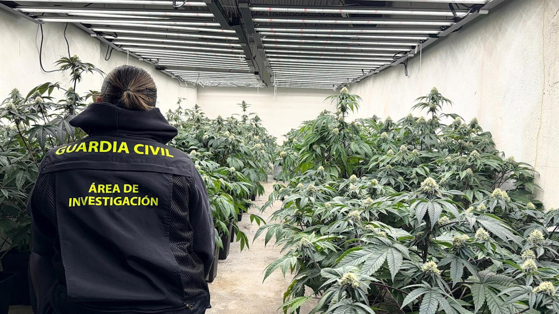 Imagen de archivo de la actuación de la Guardia Civil en Granada con plantaciones ilegales de hachís (GUARDIA CIVIL)