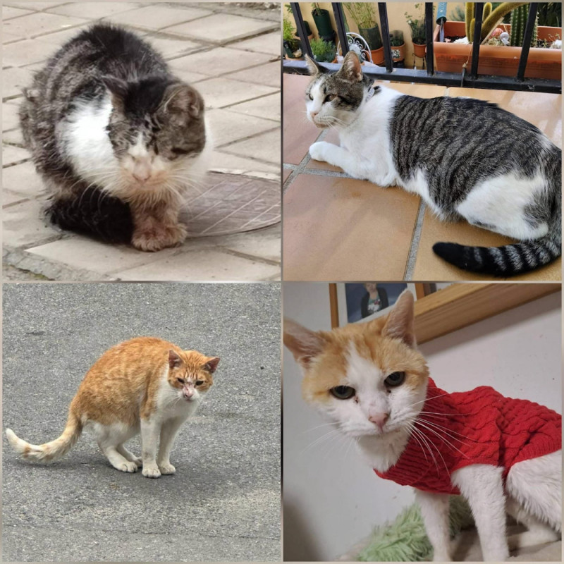 (AYTO. CÚLLAR VEGA) (AYTO. CÚLLAR VEGA)