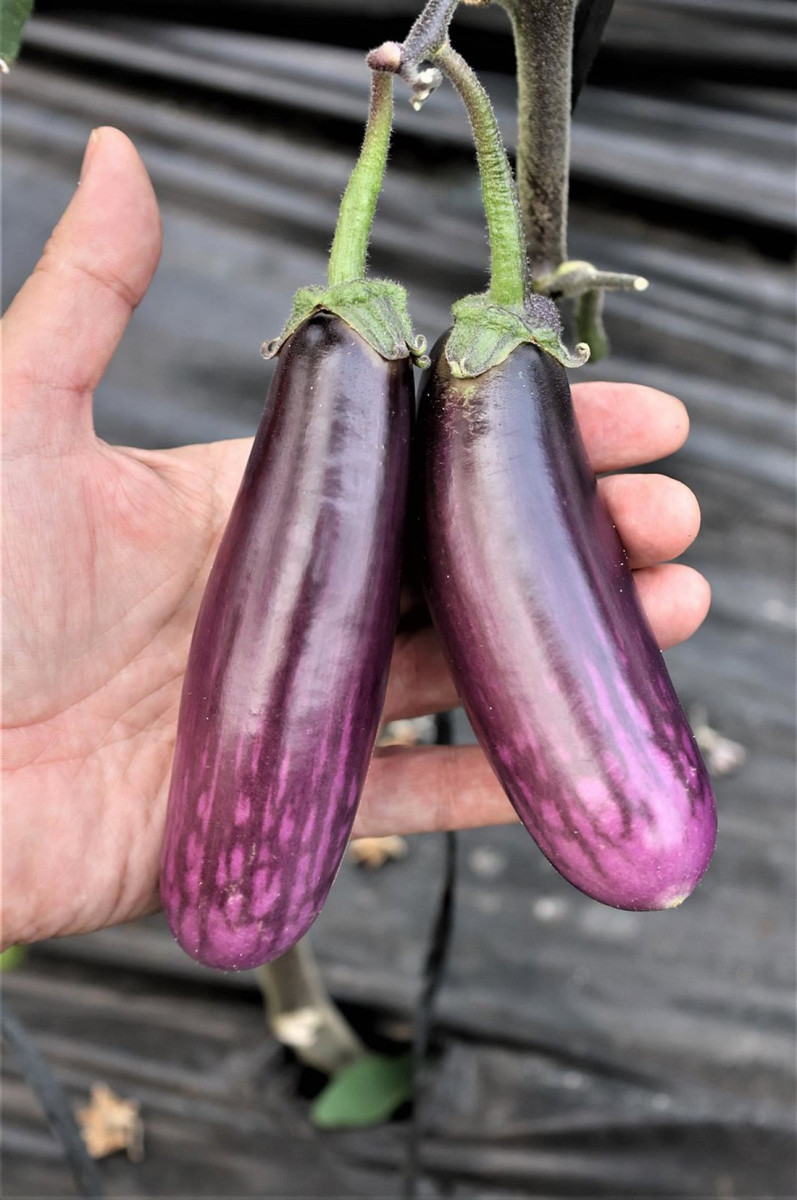Especie de berenjena denominada S0506