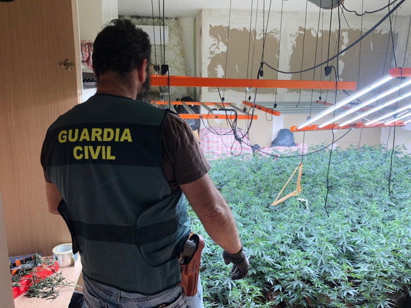 Agente de la Guardia Civil ante una plantación de marihuana en la operación contra la defraudación de fluido eléctrico en Deifontes (GUARDIA CIVIL) Agente de la Guardia Civil ante una plantación de marihuana en la operación contra la defraudación de fluido eléctrico en Deifontes (GUARDIA CIVIL)