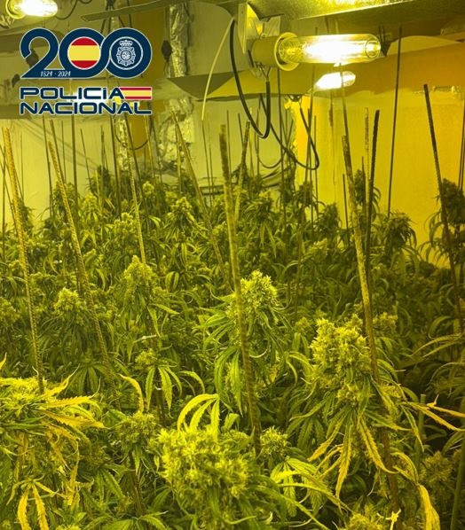 Plantas de marihuana (POLICIA NACIONAL) Plantas de marihuana (POLICIA NACIONAL)