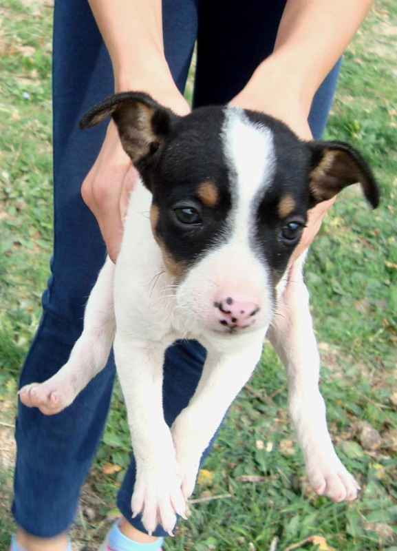 Imagen de archivo de un perro (EUROPA PRESS)