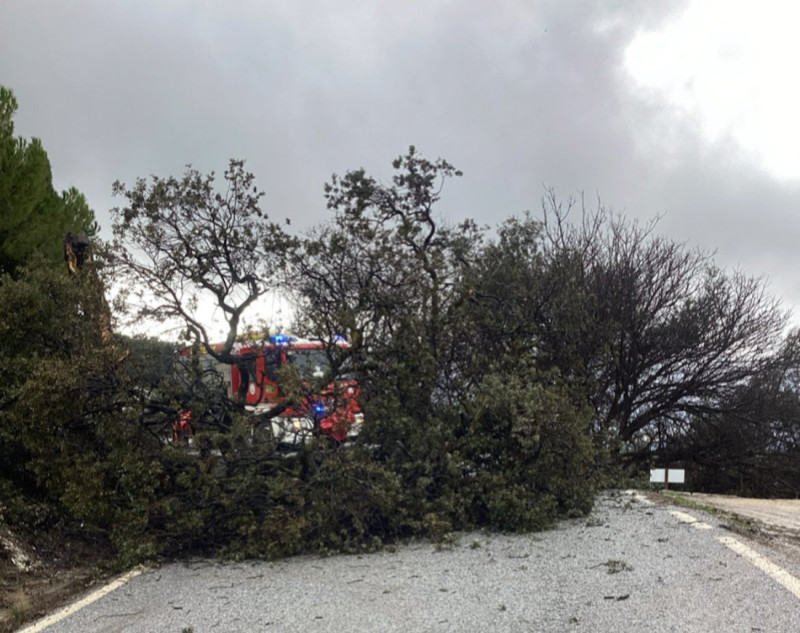 Árbol caído en la carretera en Loja (DIPGRA)
