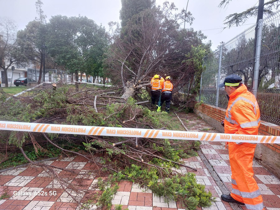 Árbol caído en Albolote (ALBOLOTE INFORMACIÓN)