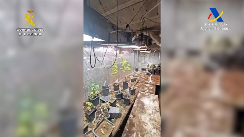 Zulo con marihuana en Vegas del Genil (GUARDIA CIVIL) Zulo con marihuana en Vegas del Genil (GUARDIA CIVIL)