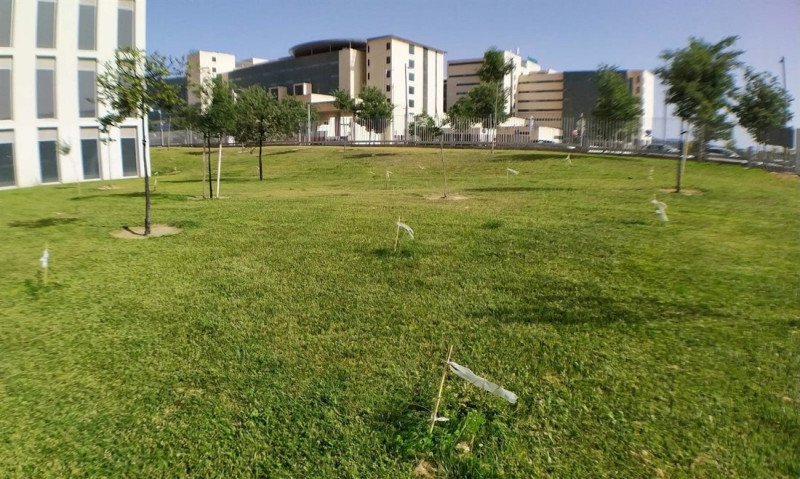 Imagen de árboles plantados (UNIVERSIDAD DE GRANADA)