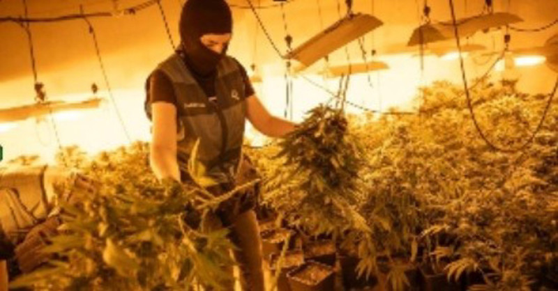 Guardia Civil en el operativo desplegado en Pinos Puente contra el cultivo de marihuana. (UARDIA CIVIL) Guardia Civil en el operativo desplegado en Pinos Puente contra el cultivo de marihuana. (UARDIA CIVIL)