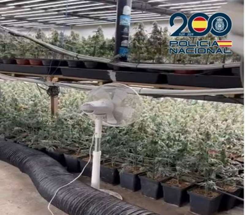 Plantas de marihuna en una nave de la zona Norte de Granada (POLICÍA NACIONAL) Plantas de marihuna en una nave de la zona Norte de Granada (POLICÍA NACIONAL)