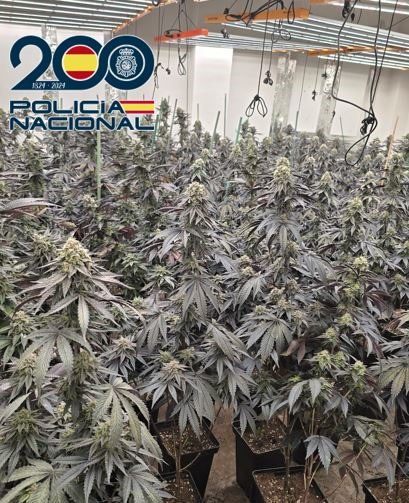 Plantas de Marihuana (POLICA NACIONAL)