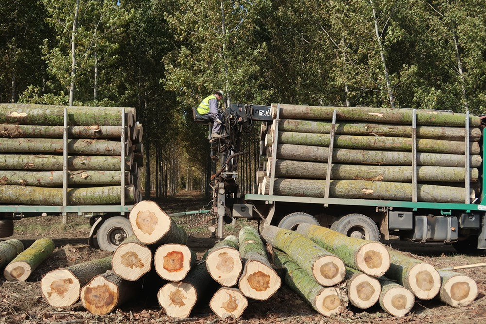 Madera de chopo (PROYECTO CHOPO)