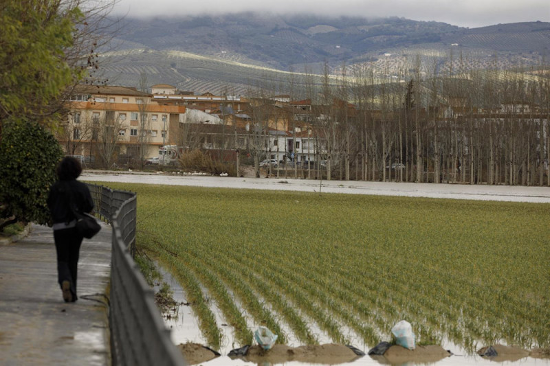 Cultivos anegados tras las inundaciones producidas por el desbordamiento del río Genil, en Huétor Tájar (ÁLEX CÁMARA - EUROPA PRESS)