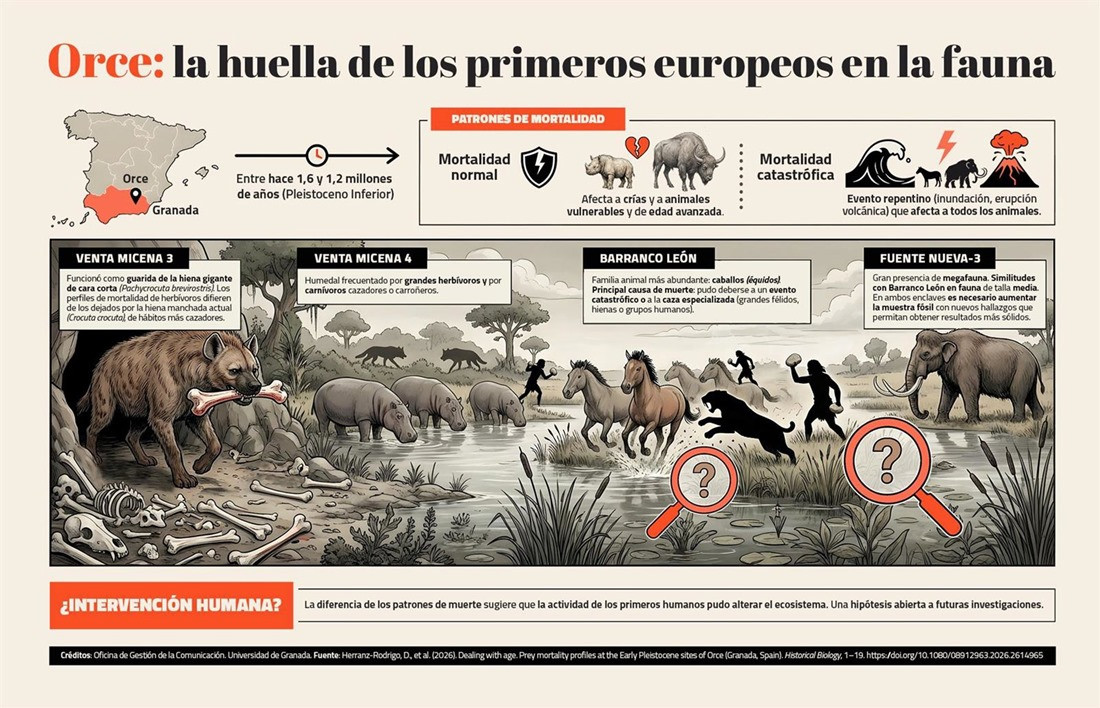 Infografia de Orce, la huella de los primeros europeos en la fauna (UNIVERSIDAD DE GRANADA)