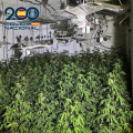 Plantación desmantelada  (POLICÍA NACIONAL)