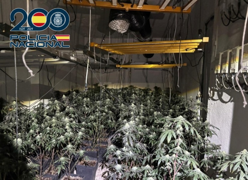 Plantación de Marihuana (POLICIA NACIONAL)