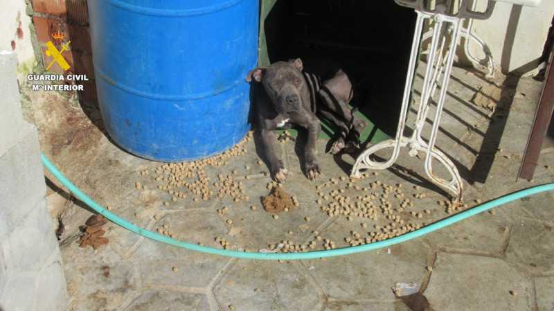 Perros abandonados (GUARDIA CIVIL)