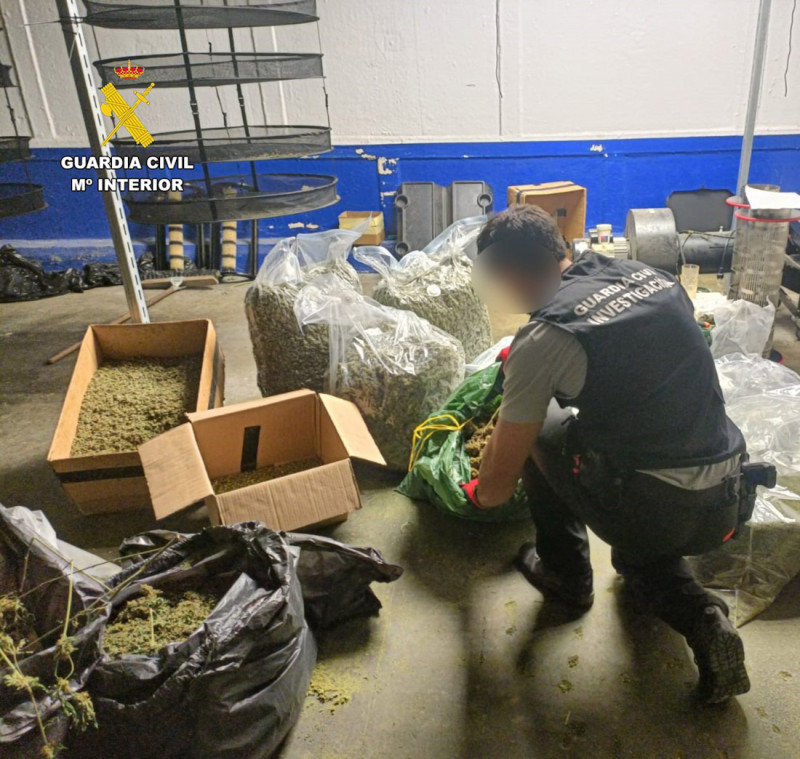 Se intervinieron 1.066 plantas de cannabis sativa, de las cuales 58 eran plantas madre destinadas a la obtención de esquejes, 31,15 kilos de marihuana envasada al vacío, 13,6 kilos de polen y 6,46 kilos de picadura de marihuana (GUARDIA CIVIL)