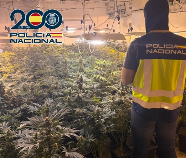 Una de las plantaciones (POLICIA NACIONAL)