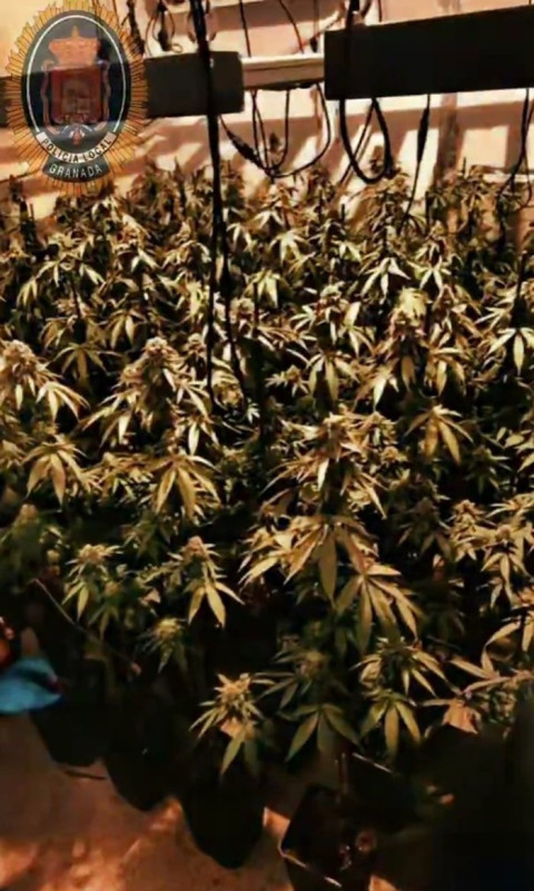 Plantación de marihuana en una vivienda de Granada (POLICÍA LOCAL DE GRANADA)