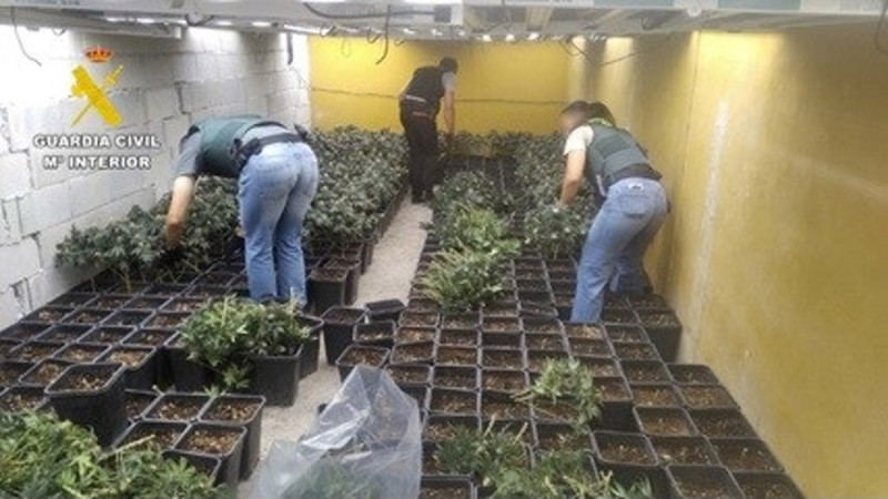 Incautadas 6.376 plantas tras cinco operaciones contra el cultivo de marihuana en una semana (GUARDIA CIVIL)